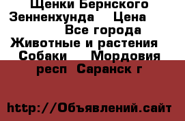 Щенки Бернского Зенненхунда  › Цена ­ 40 000 - Все города Животные и растения » Собаки   . Мордовия респ.,Саранск г.